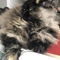 Felinus