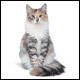 Protèges-griffes pour chats