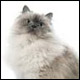 Protèges-griffes pour petits chats