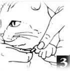 Appliquez les protège-griffes sur les griffes de votre animal